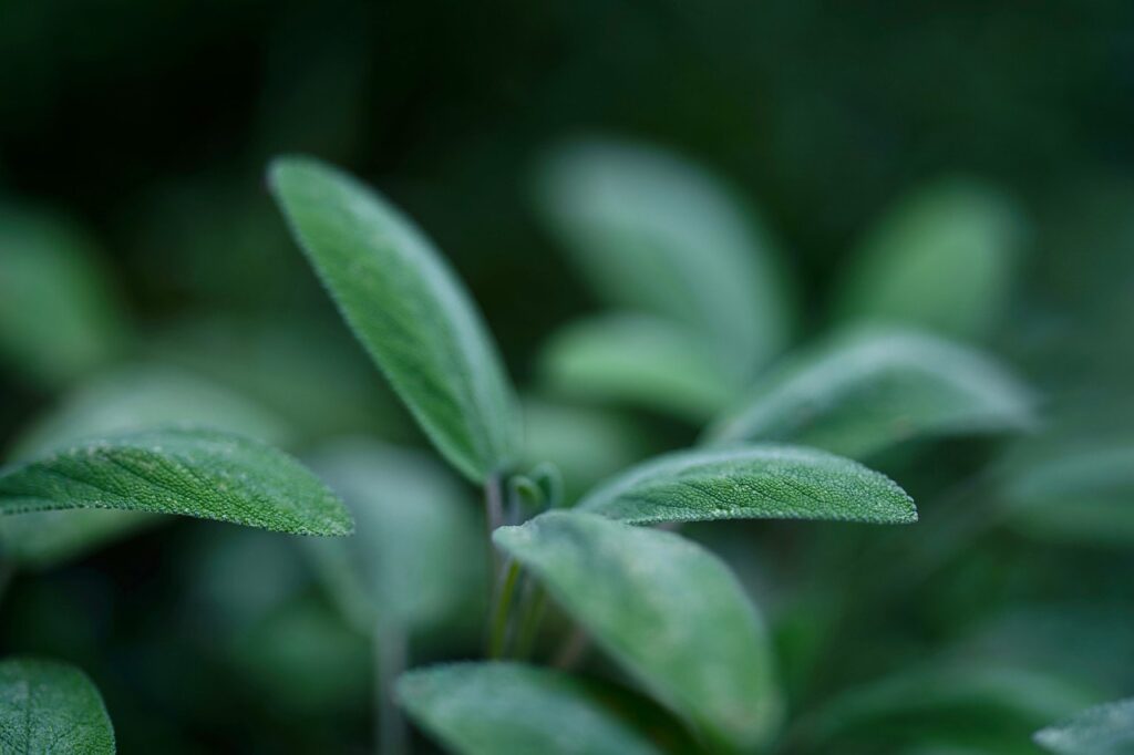 propiedades de la salvia