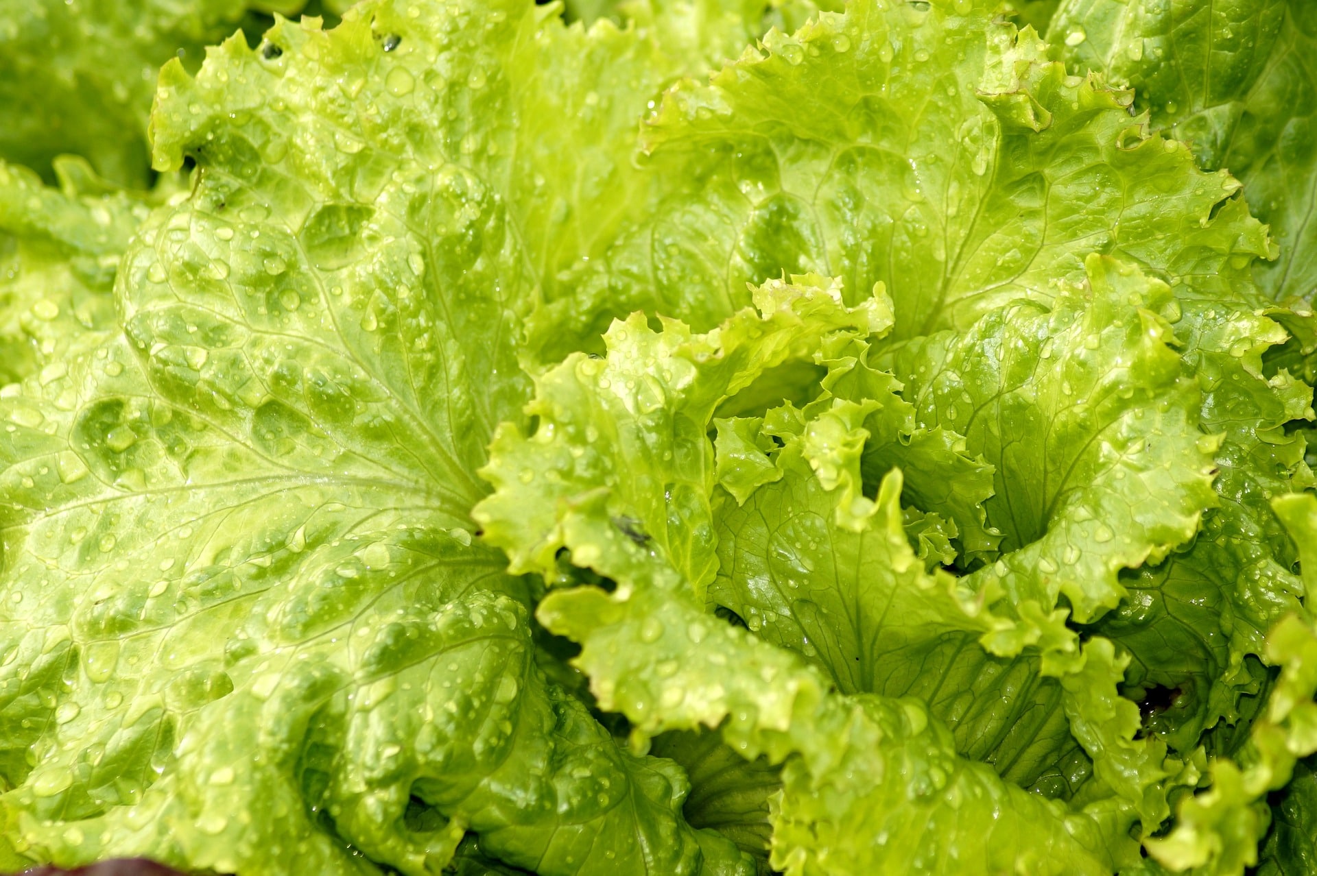 Propiedades y beneficios de la lechuga romana