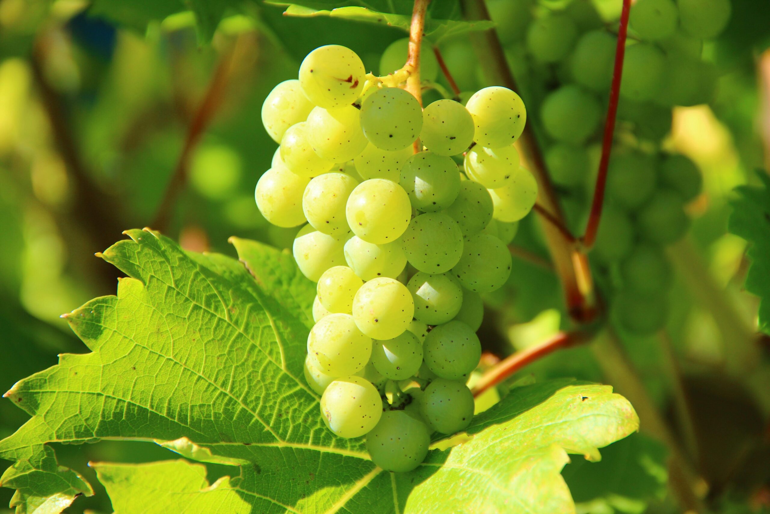 🔴 ¿Cuáles son los Beneficios y propiedades de las uvas?